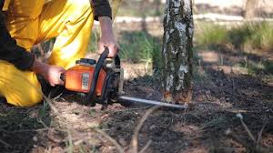 Best Tree Cabling and Bracing  in Wendell, ID