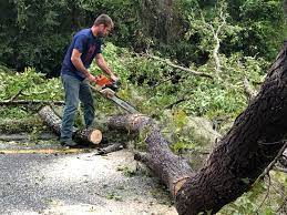 Best Commercial Tree Services  in Wendell, ID
