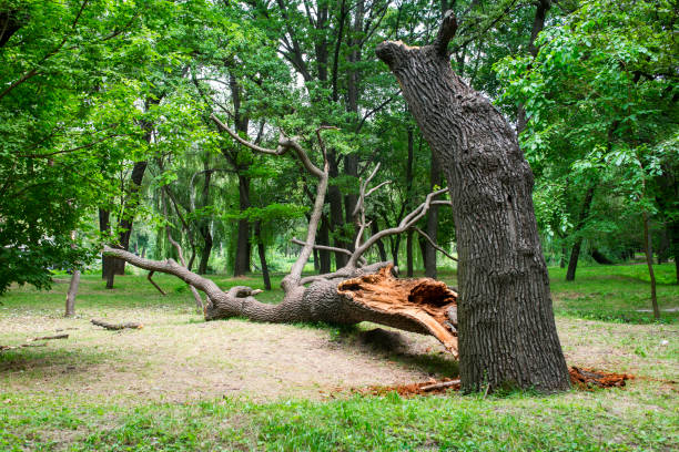 Best Tree Mulching  in Wendell, ID
