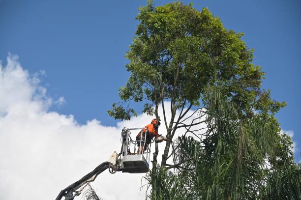 Best Seasonal Cleanup (Spring/Fall)  in Wendell, ID