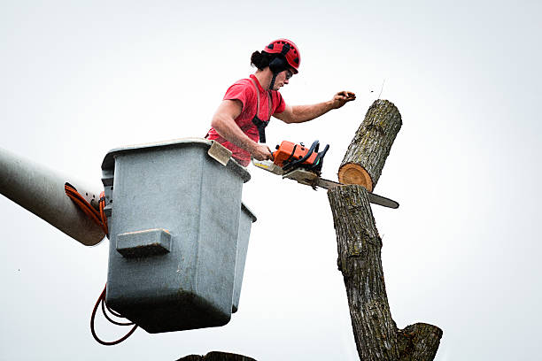 Best Stump Grinding and Removal  in Wendell, ID