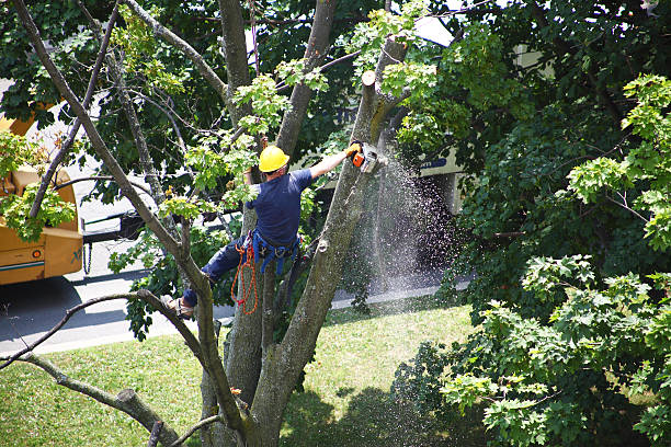Best Lawn Watering Services  in Wendell, ID