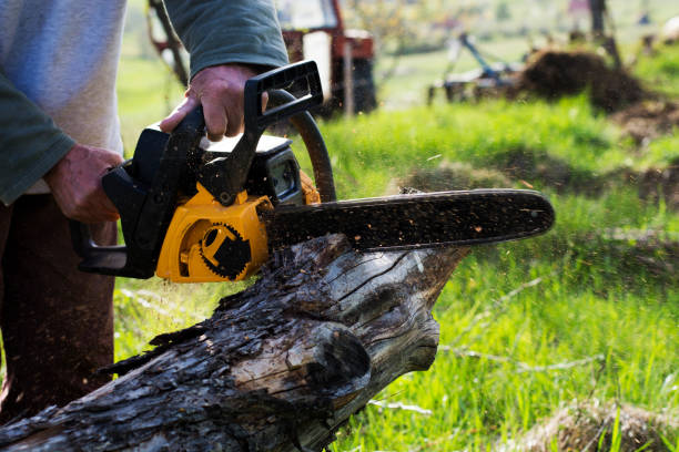 Best Tree Mulching  in Wendell, ID
